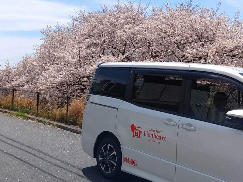 桜の木とヴォクシー